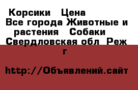 Корсики › Цена ­ 15 000 - Все города Животные и растения » Собаки   . Свердловская обл.,Реж г.